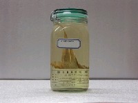 藏品(中國瞻星魚)的圖片